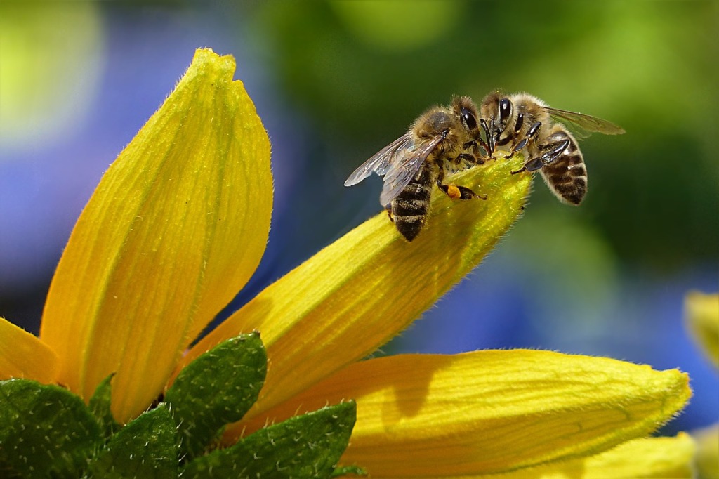 Mis juhtub maailmaga, kui mesilased kaovad? Hoiatusromaan elust ilma mesilasteta