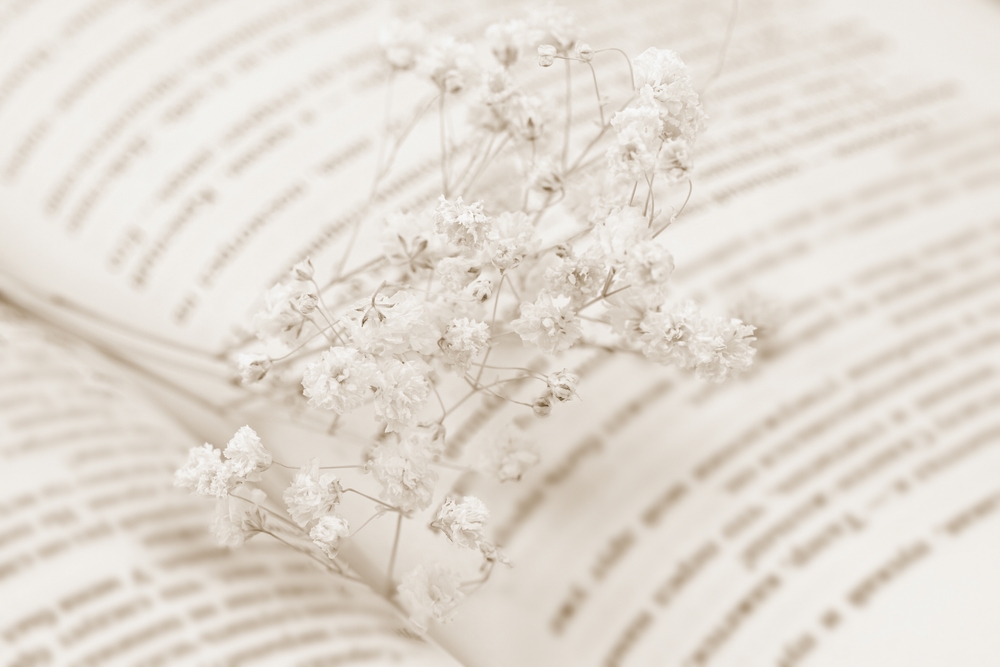 Opened,Book,Pages,With,Gypsophila,Dry,Romantic,Little,Flowers,Macro